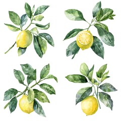 Collection of lemon tree with leaves Watercolor illustration in white background
