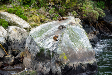 Canvas Print - Seals in Milford Sound - New Zealand