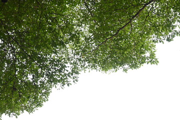Wall Mural - big tree with green leaf on white sky in springtime