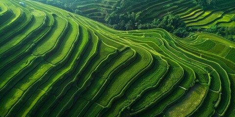 Wall Mural - Aerial view of terraced rice fields in Asia