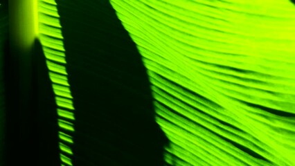 Wall Mural - Green banana leaf background, out door Chiangmai Thailand.