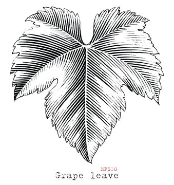 Grape leave hand drawing vintage style black and white clip art