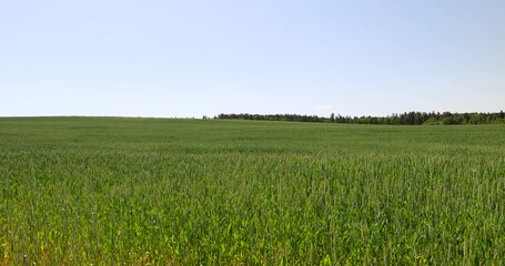 Wall Mural - green cereals growing in the field before harvest, cultivation of natural eco-friendly food