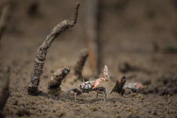 Wall Mural - Crab raising claw to protect its hole from other crabs