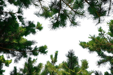 Wall Mural - a view of the sky through the branches of a pine tree, looking up at the blue sky and white clouds.