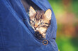 © vvvita - A funny kitten crawled under a woman's jacket and looked out