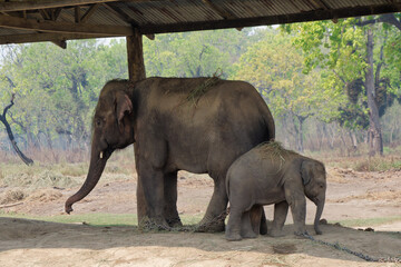 Elephant family in the Elephant Breeding Center at Chitwan National Park in Nepal 