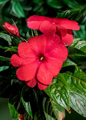 Wall Mural - Blooming red impatiens hawkeri flowers on a green background