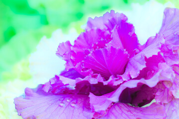 Wall Mural - Brassica oleracea or decorative purple cabbage in the garden