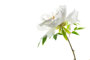 Poster - White tree peony flower, isolated on white background