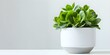 © Anastasiia - Senecio Rowley House Plant in Ceramic Pot Against White Background. Concept House Plant, Senecio Rowley, Ceramic Pot, White Background