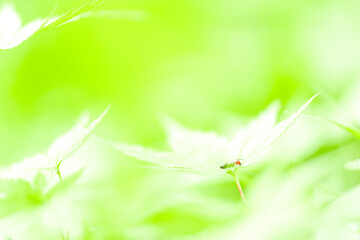 The red ant among the leaves, fine art photography (Formica rufa)