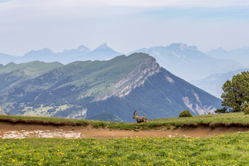 Wall Mural - Vercors landscape seen from the Combeau valley, France