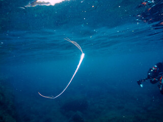 美しいリュウグウノツカイ（リュウグウノツカイ科）の幼魚のペア。
極稀に海流に乗って浮遊してくる、非常に希少な深海魚である。

日本国静岡県伊豆半島賀茂郡南伊豆町中木から渡し船で渡るヒリゾ浜にて。
2022年9月撮影。

A beautiful juvenile Oarfish, King of the Herring (Regalecus glesne).
