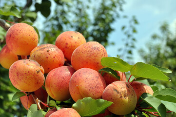 Wall Mural - close-up of the ripe organic apricots branch in the orchard at sunny summer day