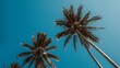 © isvarya - A breathtaking low angle shot of the blue sky with palm tress