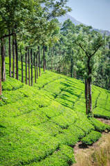 Wall Mural - paysage de champs de thé dans l'est du Kérala en Inde