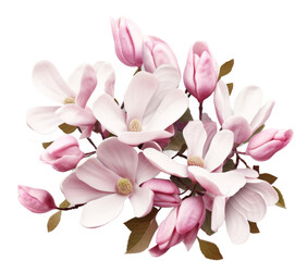 Poster - magnolia flower isolated on white or transparent background,transparency 