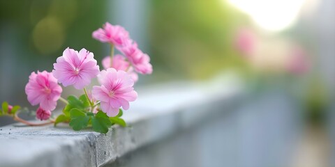 Wall Mural - Blooming Pink Flowers in Garden Gutter with Space for Creative Banner Design. Concept Banner Design, Pink Flowers, Garden Gutter, Blooming, Creative Space