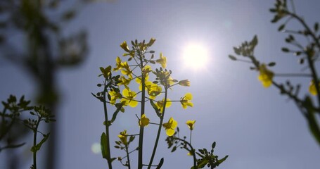 Wall Mural - yellow rapeseed flowers on a blue sky background , a monocultural field with flowering rapeseed in agriculture