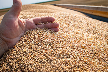 Wall Mural - Farmer holding ripe wheat grains in his hands