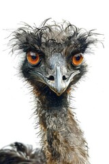 Poster - A close-up view of an ostrich's head, featuring bright orange eyes