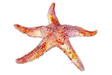 Poster - A delicate watercolor illustration of a starfish sitting on a pure white surface