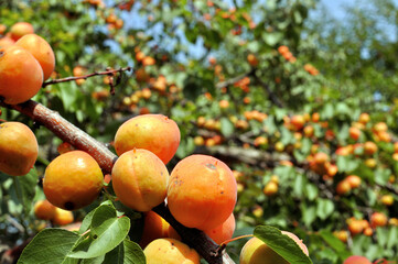 Wall Mural - close-up of the ripe organic apricots branch in the orchard at sunny summer day