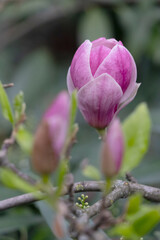 Wall Mural - A close-up photo of a pink tulip-shaped magnolia flower.