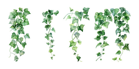 watercolor ivy plants clipart, simple and clean, white background