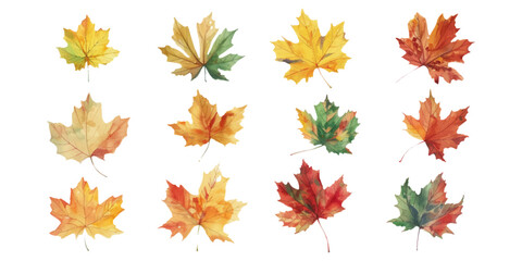 Wall Mural - A set of watercolor autumn leaves isolated on a white background