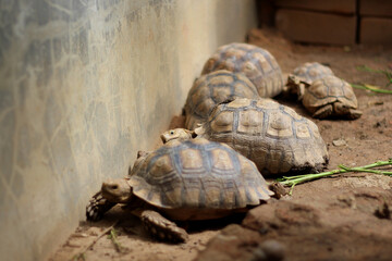 Wall Mural - African Sulcata Tortoise Natural Habitat,Close up African spurred tortoise resting in the garden, Slow life ,Africa spurred tortoise sunbathe on ground with his protective shell ,Beautiful Tortoise