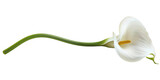 White Calla Lily Flower