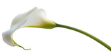 White Calla Lily Flower