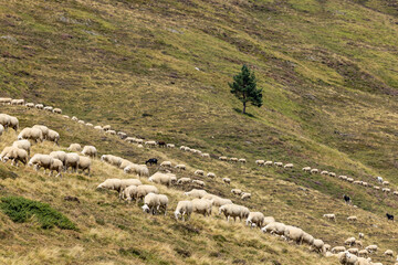 Wall Mural - Sheep in typical  landscape near Portillo de Eraize and Col de la Pierre St Martin, Spanish French border in the Pyrenees, Spain