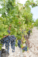 Canvas Print - Typical vineyards with Cabernet Sauvignon near Chateau Latour, Bordeaux, Aquitaine, France