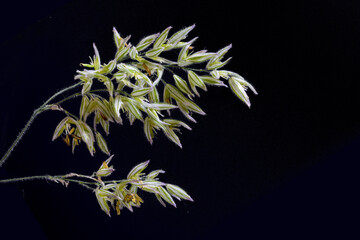 Inflorescence of a wild grass with striped green white glumes and yellow pollen, macro shot against a black background, copy space, selected focus