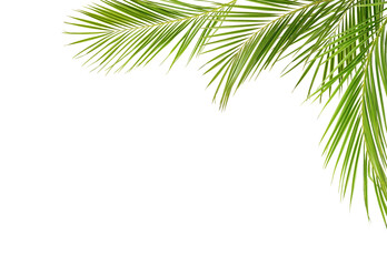 Wall Mural - Green palm branches in a corner arrangement isolated on white or transparent background