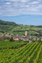 Canvas Print - Vineyards with Arbois town, Department Jura, Franche-Comte, France