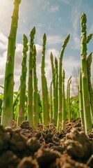 Wall Mural - On a plantation, verdant rows of asparagus are adorned with dewy drops, their fresh, organic stalks thriving in the lush environment, ready for a nutritious harvest