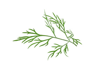 Wall Mural - Sprig of fresh green dill isolated on white