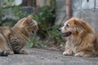 © Michael - scared cat hissing at dog