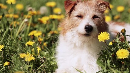 Wall Mural - Face of a cute happy pet dog as smelling dandelion flower in the grass. Summer, spring background.