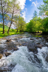 Wall Mural - river winding through forested scenery in morning light. trees on the grassy shore. stones in rapid water stream. carpathian mountain landscape of ukraine in summer