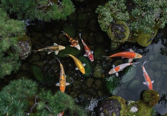 Wall Mural - Koi fishes swimming in a koi fishpond, scenic view, peaceful state, created with AI