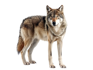 Lone wolf, isolated on transparent background.