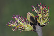 © NaturePL - Ash (Fraxinus excelsior) blossom breaking in spring, Dorset, UK. April.