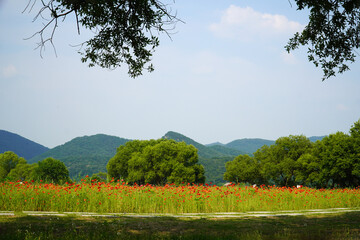 Wall Mural - landscape with trees and sky