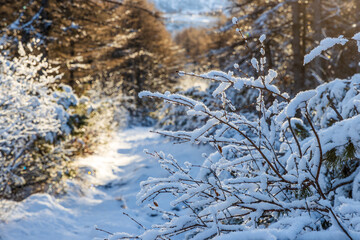 Wall Mural - Snow-covered branches of bushes. Forest path among trees and bushes. Cold snowy weather. Beautiful winter forest landscape.