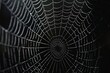 © STOCK AI - Capture the intricate symmetry of a spider's web, each strand a masterpiece of natural architecture woven with meticulous precision.